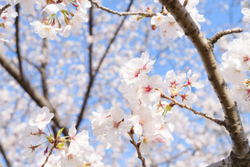 Beautiful white cherry blossoms, a springtime tradition, Someiyoshino	