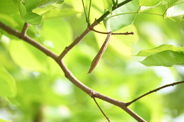 Millettia pinnata seed pod in tree. It is a species of tree in the pea family Fabaceae. Its other names  Pongamia pinnata, Indian beech and Pongame oiltree. Oil is extracted from its seeds. Ayurvedic 