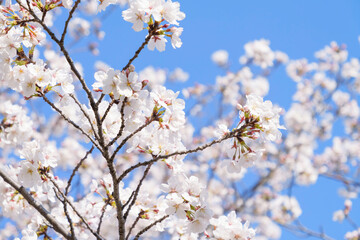 white cherry blossoms swaying gently in spring breeze
