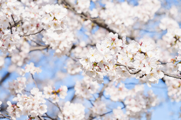 Fototapeta premium white cherry blossoms swaying gently in spring breeze