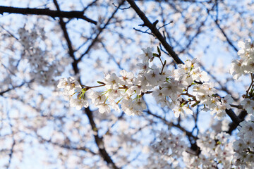 white cherry blossoms swaying gently in spring breeze