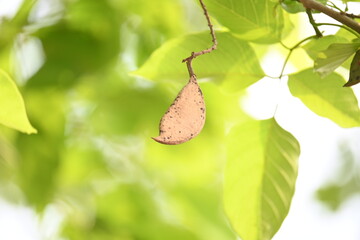 Millettia pinnata seed pod in tree. It is a species of tree in the pea family Fabaceae. Its other names  Pongamia pinnata, Indian beech and Pongame oiltree. Oil is extracted from its seeds. Ayurvedic 