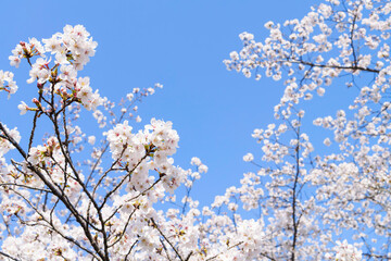 white cherry blossoms swaying gently in spring breeze