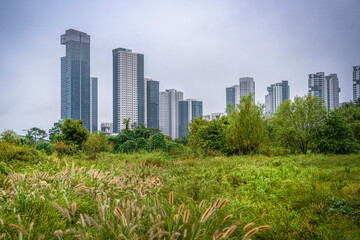 Obraz premium Sejong City, South Korea autumn green space landscape along the pedestrian footpath at the National Sejong Arboretum on a rainy morning—peaceful nature in an urban oasis.