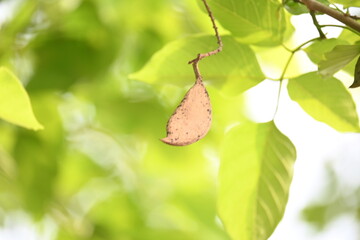 Millettia pinnata seed pod in tree. It is a species of tree in the pea family Fabaceae. Its other names  Pongamia pinnata, Indian beech and Pongame oiltree. Oil is extracted from its seeds. Ayurvedic 