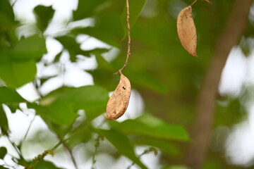 Millettia pinnata seed pod in tree. It is a species of tree in the pea family Fabaceae. Its other names  Pongamia pinnata, Indian beech and Pongame oiltree. Oil is extracted from its seeds. Ayurvedic 
