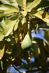 Avacado Hanging from a Tree in a Grove