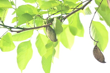 Millettia pinnata seed pod in tree. It is a species of tree in the pea family Fabaceae. Its other names  Pongamia pinnata, Indian beech and Pongame oiltree. Oil is extracted from its seeds. Ayurvedic 
