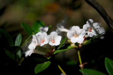 White colour flowers