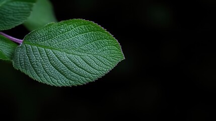 Close-up of vibrant green leaf. Detailed leaf structure, showing veins and texture