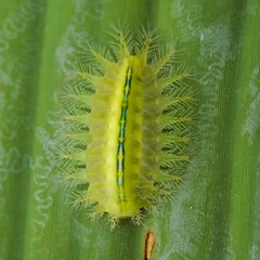 Neon Spiked Caterpillar on Leaf
