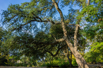 Fototapeta premium Quercus suber, commonly called cork oak, is a medium-sized evergreen oak in the Quercus section at the edge of a large clearing in Massandra Park in Crimea. Nature concept for design.