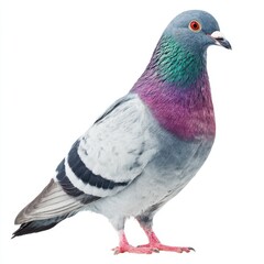 Pigeon standing, full view on white background