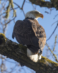 American Bald Eagle perched on a tree at Henrry W. Coe State Park, Santa Clara County, California.