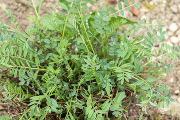 Leaves of common sainfoin (Onobrychis viciifolia) in spring.