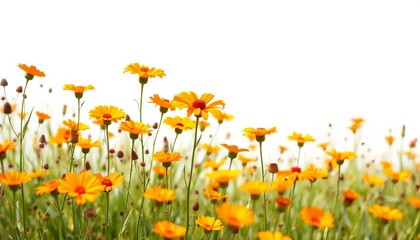 Fototapeta premium Vertical watercolor painting of orange wildflowers in a field, centered on the edge, leaving white space, border, bloom