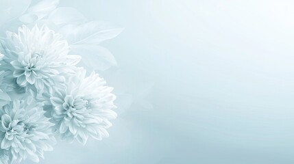 Obraz premium Soft Blue Floral Background with Delicate Chrysanthemums in Bloom