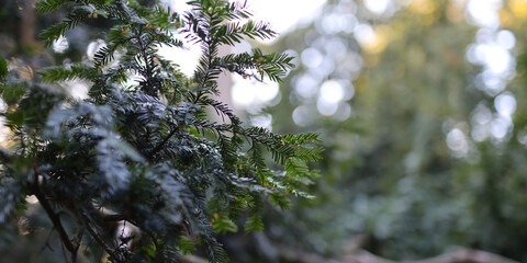 A tree with green leaves and a branch with a few leaves on it. The leaves are wet and the branch is covered in snow