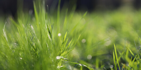 A close up of a green field of grass with a few drops of water on it. The grass is lush and vibrant, and the water droplets add a sense of freshness and life to the scene