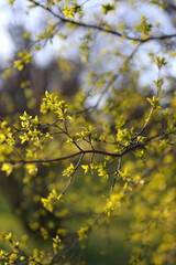 A tree with green leaves and a blue sky background. The leaves are in full bloom, and the tree branches are full of them. Concept of growth and renewal, as the tree is in the process of blossoming