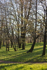 A forest with trees and grass. The trees are bare and the grass is green