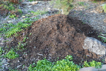 A pile of dirt with a tree in the middle. The dirt is brown and the tree is small