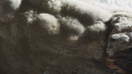 Close-up of mold growth on decaying surface