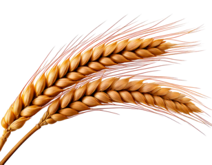  PNG Ear of wheat food agriculture triticale. AI generated Image by rawpixel