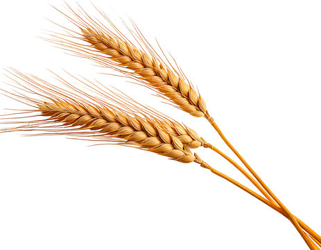  PNG Ear of wheat food agriculture triticale. AI generated Image by rawpixel