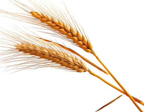  PNG Ear of wheat food agriculture triticale. AI generated Image by rawpixel