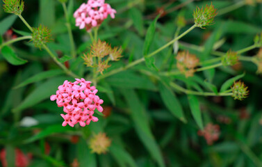 The small pink flowers with green leaves 