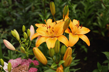 Obraz premium Beautiful orange lilies bloom in a vibrant garden during springtime, showcasing nature's colors and textures
