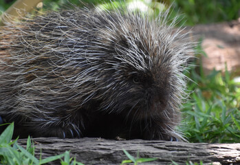 Looking Into the Face of an Adorable Porcupine