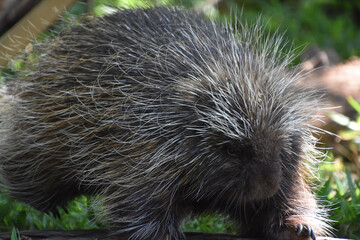 Creeping and Crawling North American Porcupine