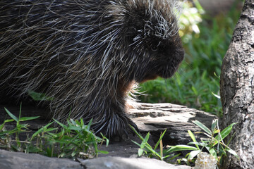 Side Profile of a Porcupine on Logs