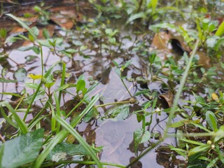 Plants in A Shallow (4K)