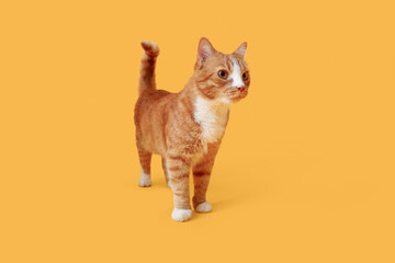 Funny red cat on yellow background
