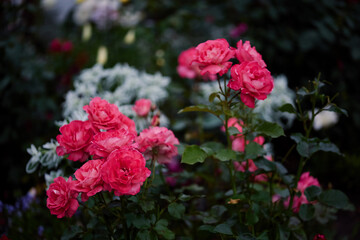 Vibrant pink roses bloom in a garden filled with lush greenery and delicate flowers during summer months