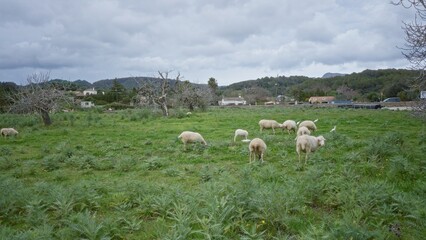 Obraz premium Sheep grazing in a lush mediterranean field with scattered trees and distant houses under a cloudy sky, creating a serene rural landscape.