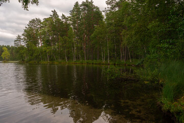 Obraz premium Calm forest lake landscape, natural colors, reflecting water and pine trees, peaceful nature scene, overcast sky, Leningradskaya Oblast, Tarasovskoye, Belyanskoye Lake, Russia