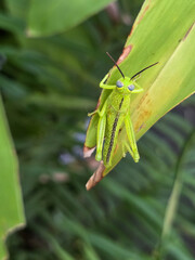 Vibrant green grasshopper perched on a ginger plant leaf.