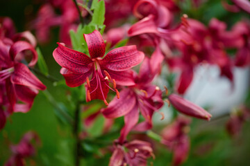 Vibrant red lilies bloom in a garden during the warm summer afternoon sunlight creating a joyful atmosphere
