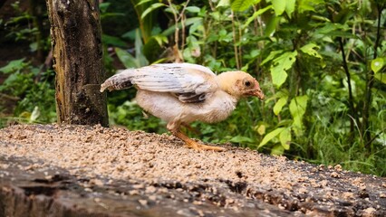 A young chicken eating from a pile of grain in a rustic outdoor setting.