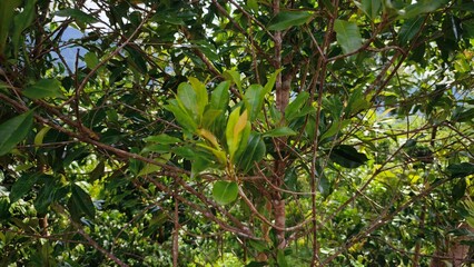 Close-up of lush green foliage and branches of a tree in daylight