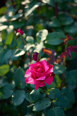 Beautiful pink rose blooming amidst lush green foliage in a tranquil garden setting during early morning light