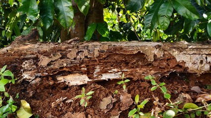Close-up of a decaying log with visible termite damage