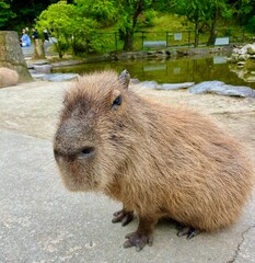 Curious Capybara Looking at Camera by the Water