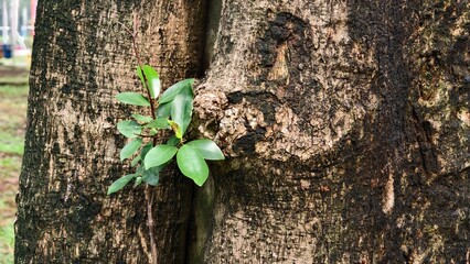 New Life Emerging from the Tree's Bark