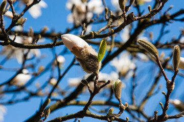 White spring flowers on the trees. A close-up of delicate white magnolia flowers against a soft blue sky. The blossoms symbolize purity, renewal, and the beauty of springtime. Flower background