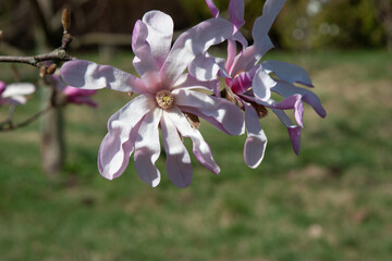 Beautiful pink flowering trees in spring. Delicate pink magnolia flowers on a soft green natural background under the sunlight. Spring blooming. Natural background with beautiful colors